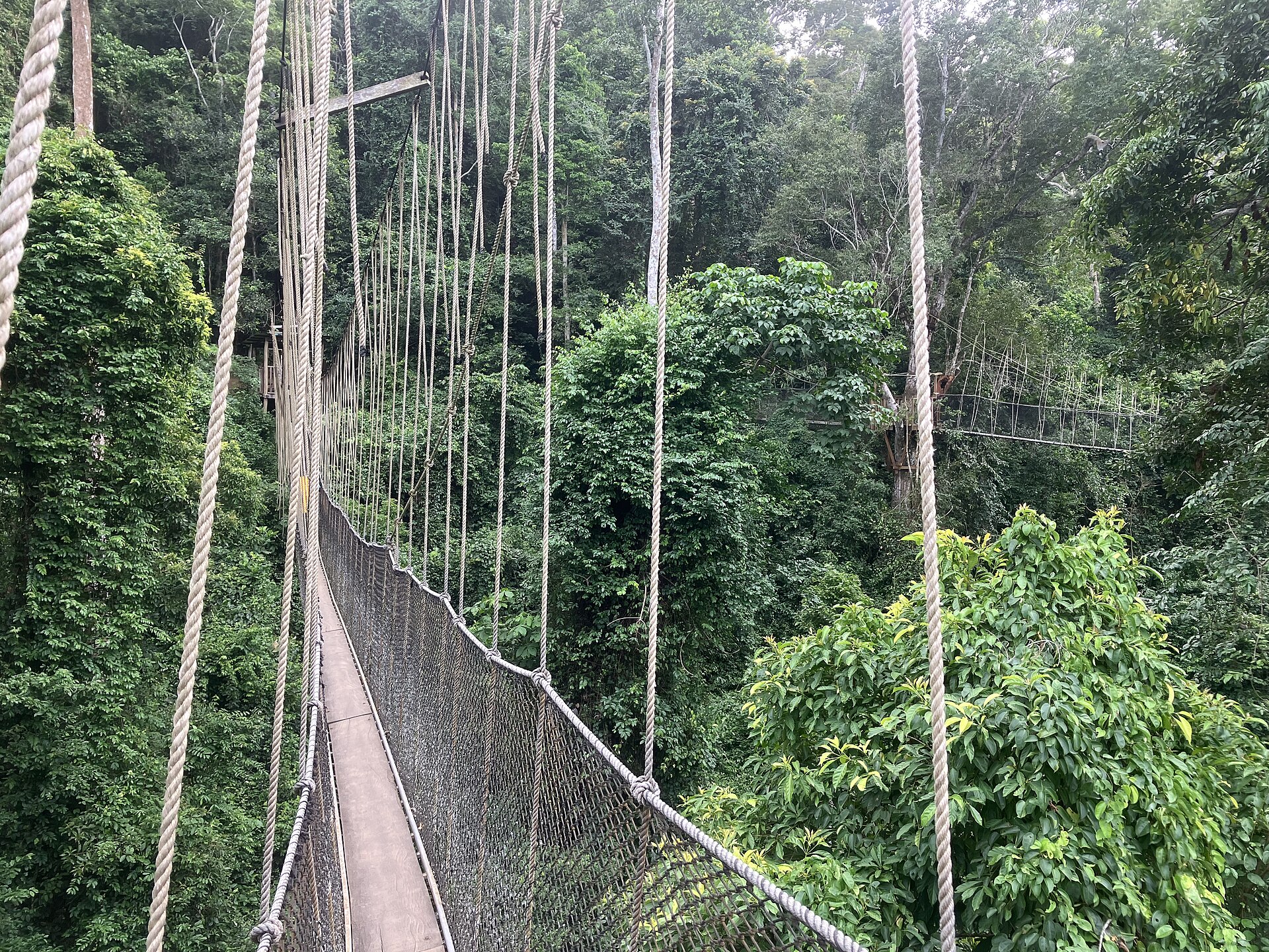 Suspended walkway among trees in Kakum National Park